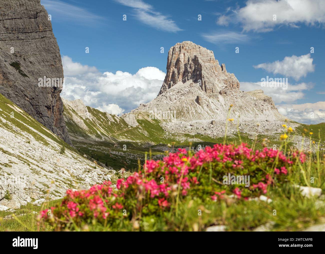 Mont Becco di Mezzodi et fleurs de montagne de couleur rouge, Tyrol du Sud, Alpes Dolomites montagnes, Italie Europe Banque D'Images