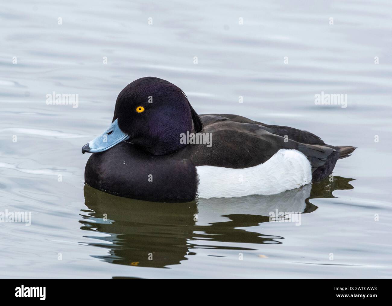 Canard touffeté mâle (Aythya fuligula) sur le Loch Linlithgow, West Lothian, Écosse. Banque D'Images