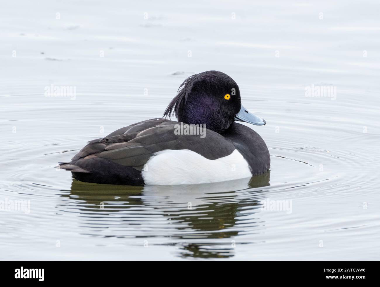 Canard touffeté mâle (Aythya fuligula) sur le Loch Linlithgow, West Lothian, Écosse. Banque D'Images