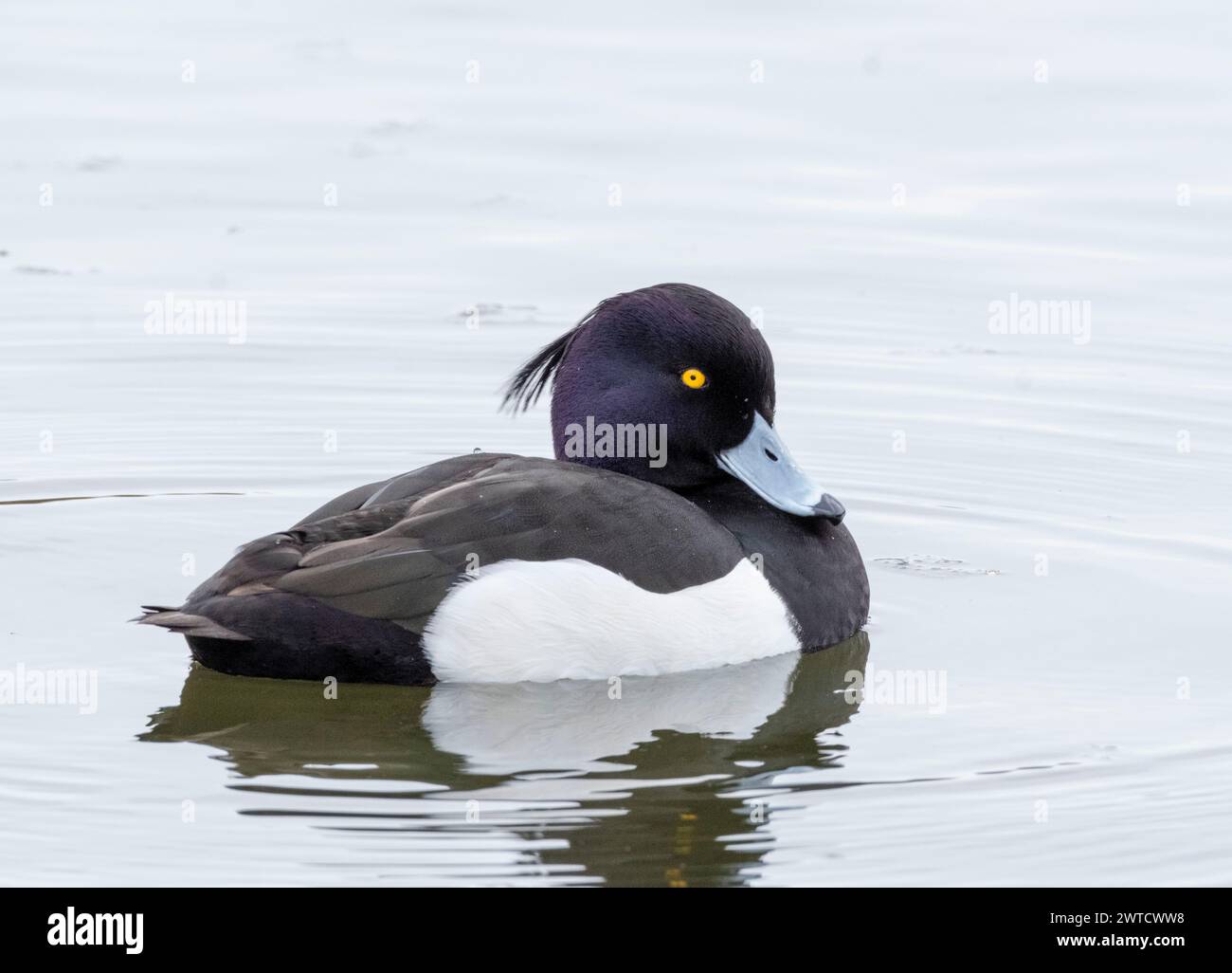 Canard touffeté mâle (Aythya fuligula) sur le Loch Linlithgow, West Lothian, Écosse. Banque D'Images