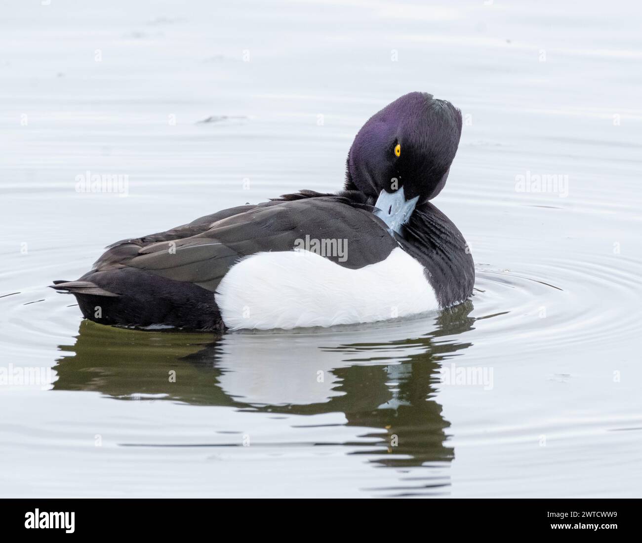 Canard touffeté mâle (Aythya fuligula) sur le Loch Linlithgow, West Lothian, Écosse. Banque D'Images