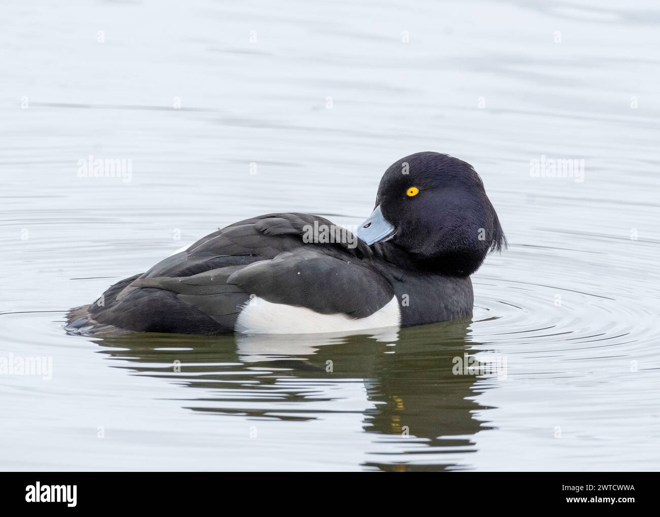 Canard touffeté mâle (Aythya fuligula) sur le Loch Linlithgow, West Lothian, Écosse. Banque D'Images