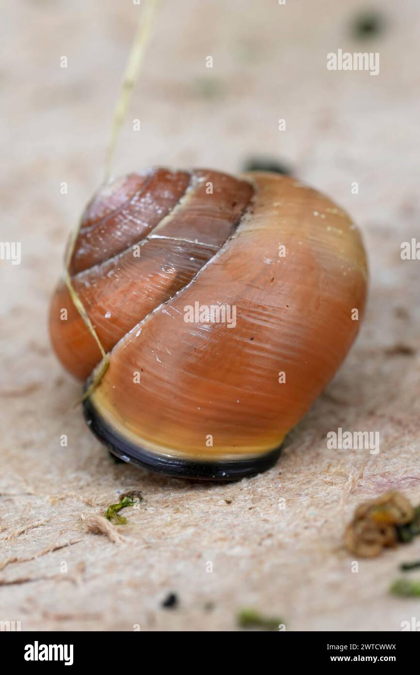 Gros plan vertical naturel sur un escargot citron de couleur verte, Cepaea nemoralis, assis sur du bois Banque D'Images