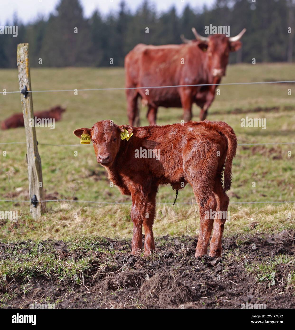 17 mars 2024, Saxe-Anhalt, Oberharz am Brocken : une vache mère de la race Harzer Rotes Höhenvieh se tient debout avec son veau, âgé de quelques jours à peine, dans un pré près d'un étable près de Königshütte. Avant que les vaches ne puissent être vues à nouveau sur les prairies du Harz, la saison de vêlage commence. Les jeunes veaux voient la lumière du jour tous les jours à Brockenbauer Thielecke. Le troupeau de Brockenbauer Thielecke comprend plus de 500 bovins de race Harz Rouge. Cette race menacée et particulièrement robuste d'animaux domestiques est une fois de plus une caractéristique du paysage dans le Haut Harz depuis plusieurs années. Les animaux sont curr Banque D'Images
