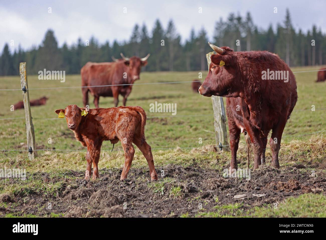 17 mars 2024, Saxe-Anhalt, Oberharz am Brocken : une vache mère de la race Harzer Rotes Höhenvieh se tient debout avec son veau, âgé de quelques jours à peine, dans un pré près d'un étable près de Königshütte. Avant que les vaches ne puissent être vues à nouveau sur les prairies du Harz, la saison de vêlage commence. Les jeunes veaux voient la lumière du jour tous les jours à Brockenbauer Thielecke. Le troupeau de Brockenbauer Thielecke comprend plus de 500 bovins de race Harz Rouge. Cette race menacée et particulièrement robuste d'animaux domestiques est une fois de plus une caractéristique du paysage dans le Haut Harz depuis plusieurs années. Les animaux sont curr Banque D'Images