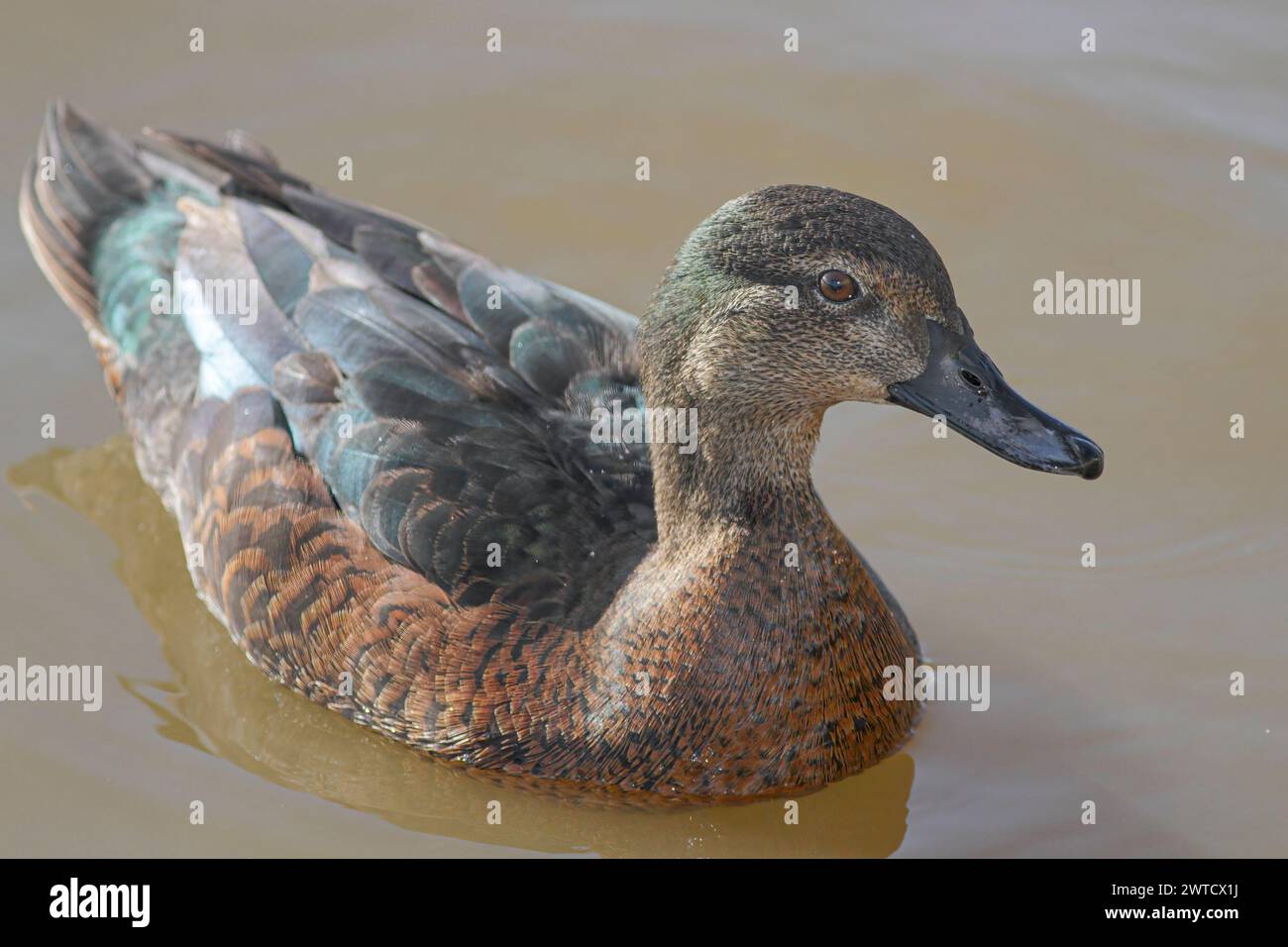 Canard sauvage nageant en gros plan. Fleuve Douro, au nord du Portugal. Banque D'Images