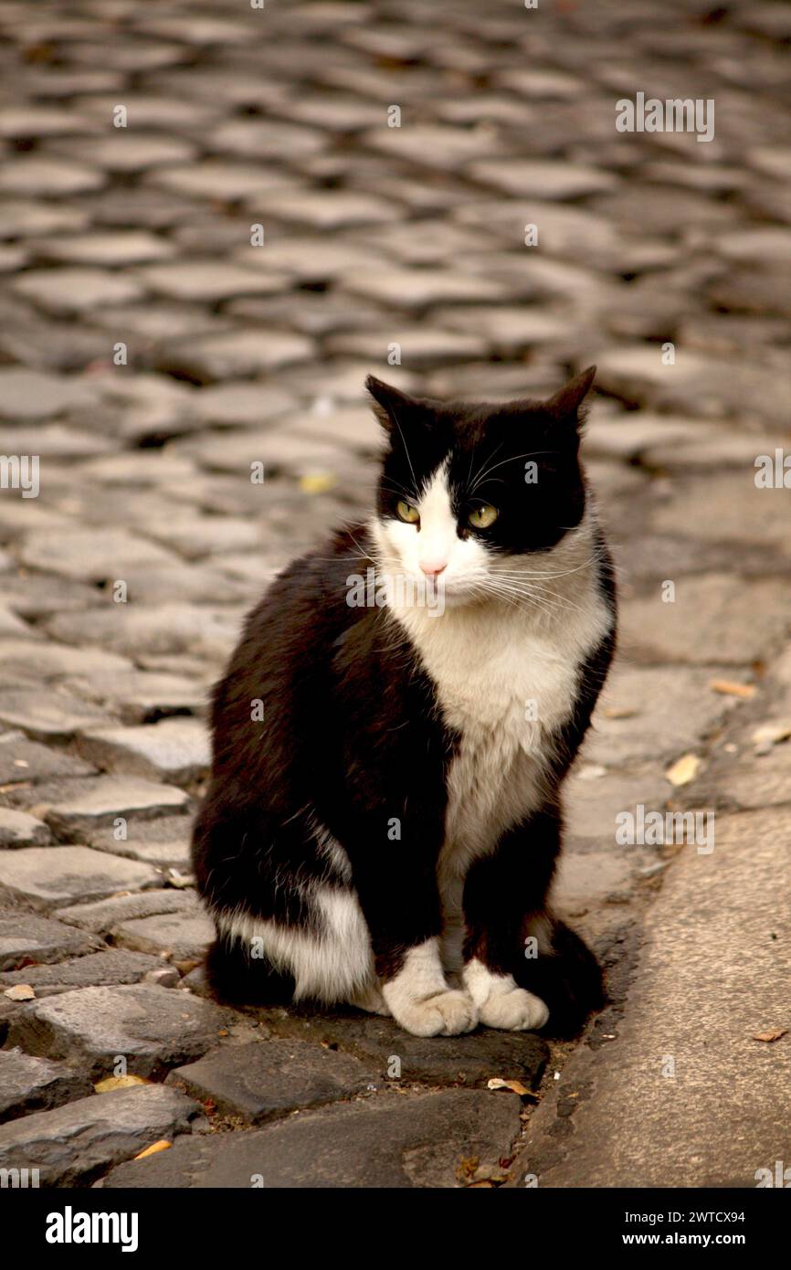 chat noir et blanc mignon et adorable aux yeux verts est assis sur une rue pavée dans un cadre urbain Banque D'Images