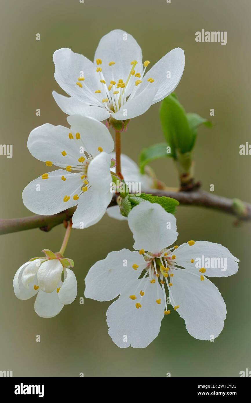 Gros plan vertical naturel sur une cerise à fleurs blanches ou une prune myrobalane, Prunus serasifera Banque D'Images
