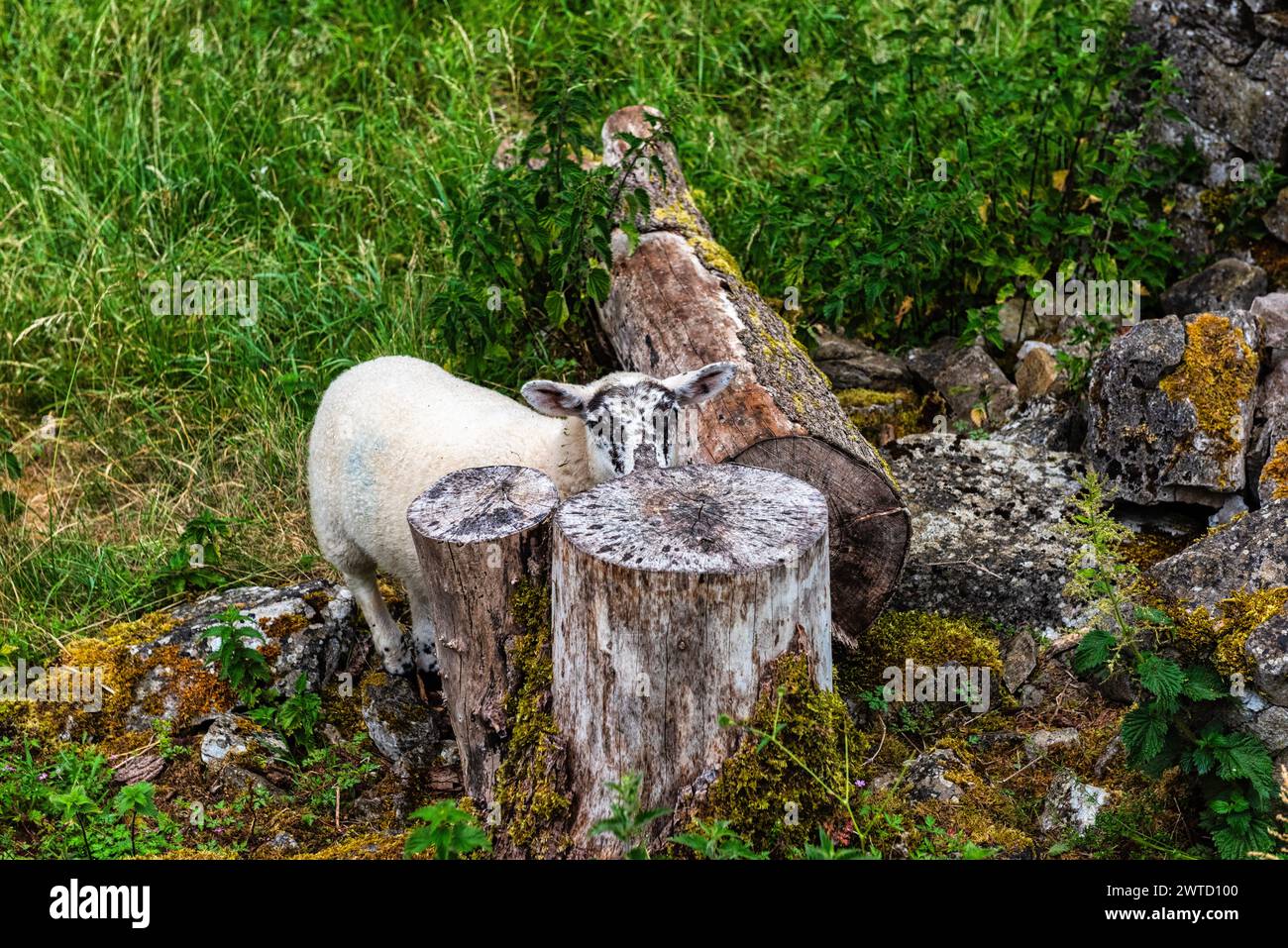 Moutons sur le chemin entre Dovedale et Milldale dans le district de Peak dans le Derbyshire, Angleterre Banque D'Images