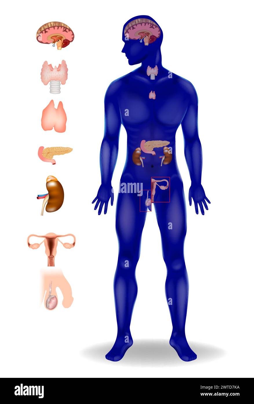 Système endocrinien. Hypothalamus, hypophyse, thyroïde, parathyroïdes, surrénales, corps pinéal, ovaires, testicules Illustration de Vecteur
