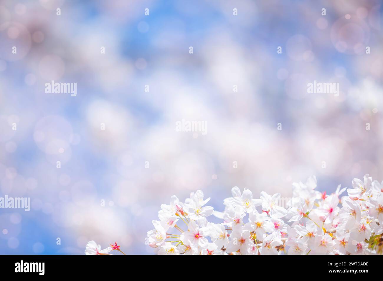 fleurs de sakura (fleur de cerisier) de couleur rose sur fond ensoleillé. Beau fond de printemps de la nature avec une branche de sakura en fleurs. Banque D'Images