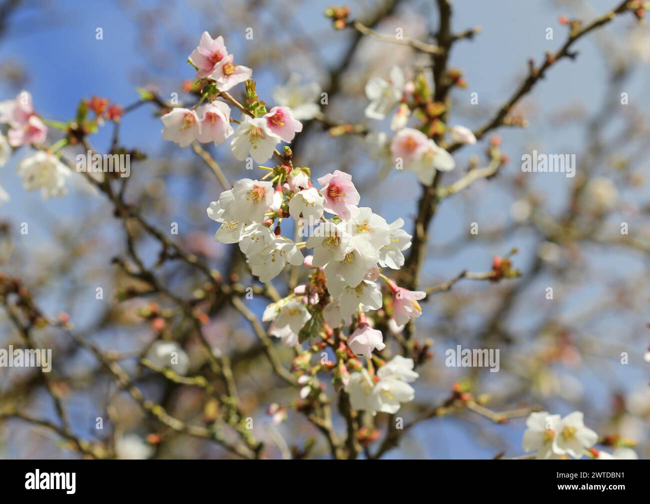 Un gros plan de la fleur de Prunus incisa 'Kojo-no-mai' Banque D'Images