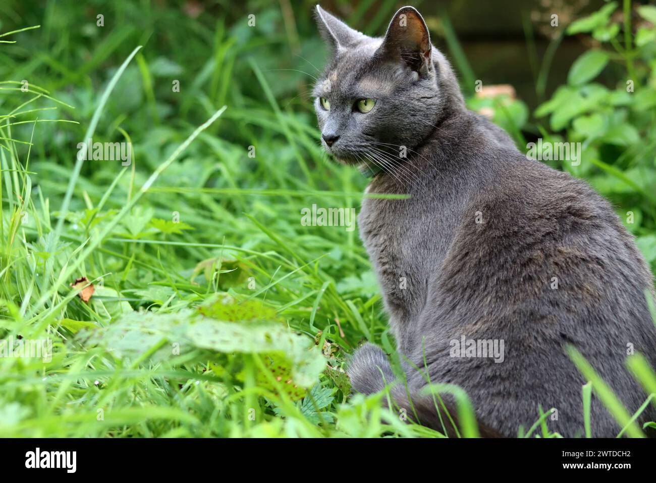 Chat gris assis sur l'herbe verte dans un jardin. L'été à la campagne. Chat mignon jouant sur la prairie verte. Banque D'Images