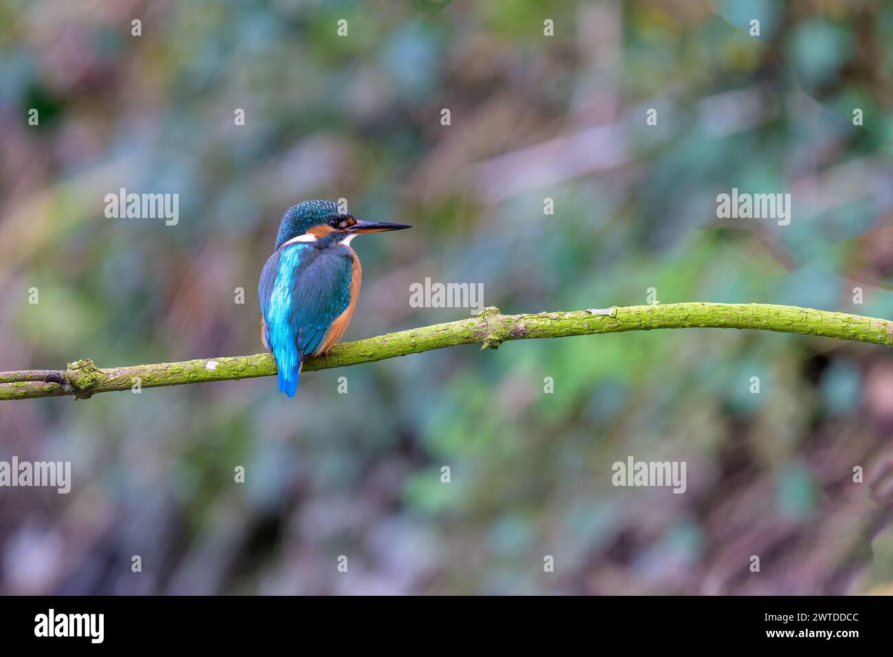 Kingfisher, Alcedo atthis, perché sur une branche Banque D'Images