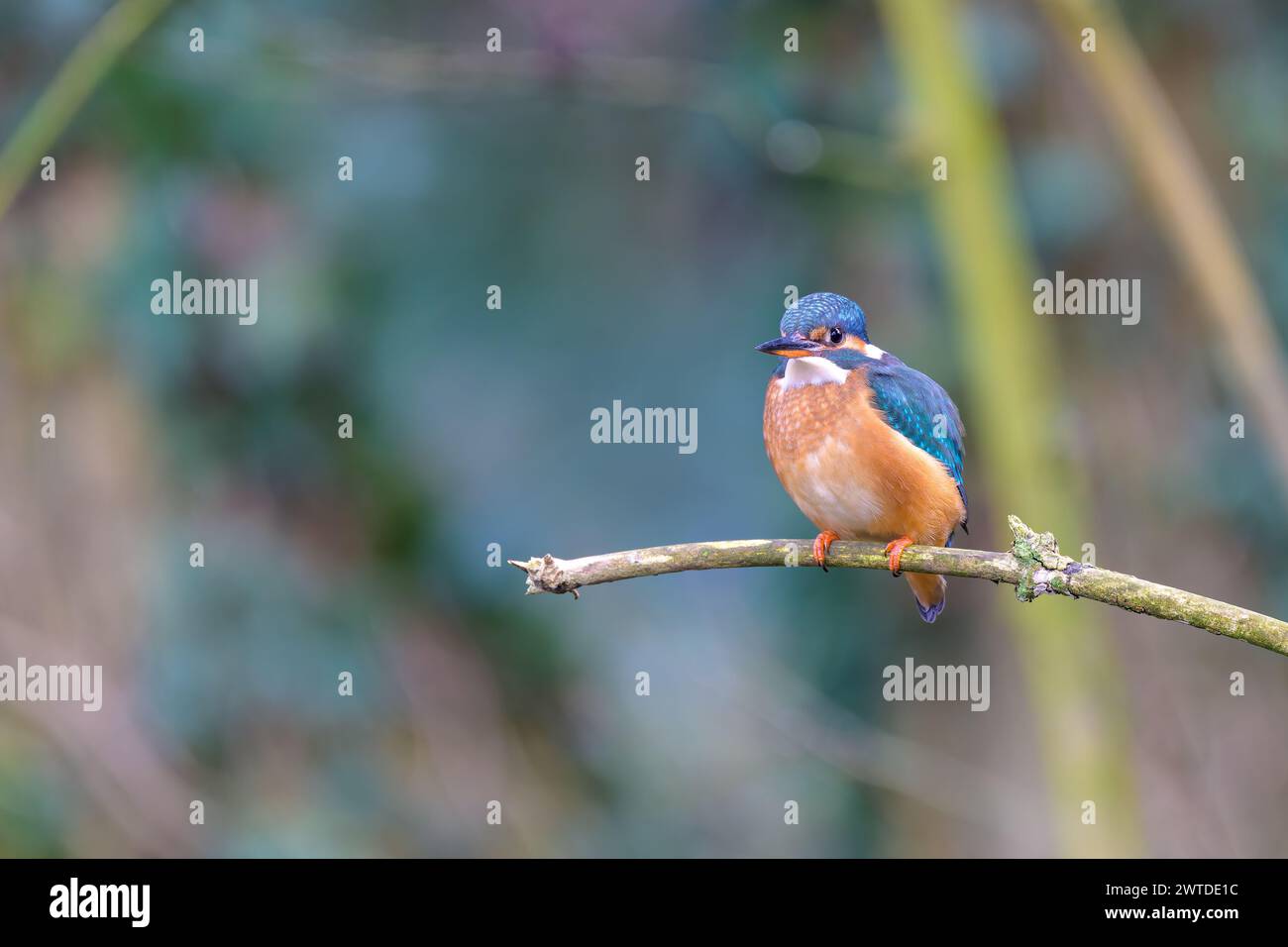 Kingfisher, Alcedo atthis, perché sur une branche Banque D'Images