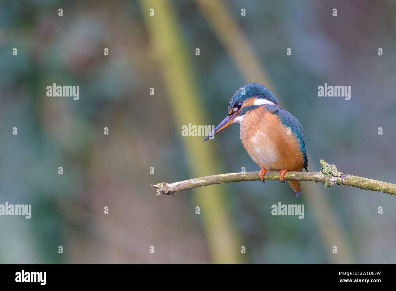 Kingfisher, Alcedo atthis, perché sur une branche Banque D'Images