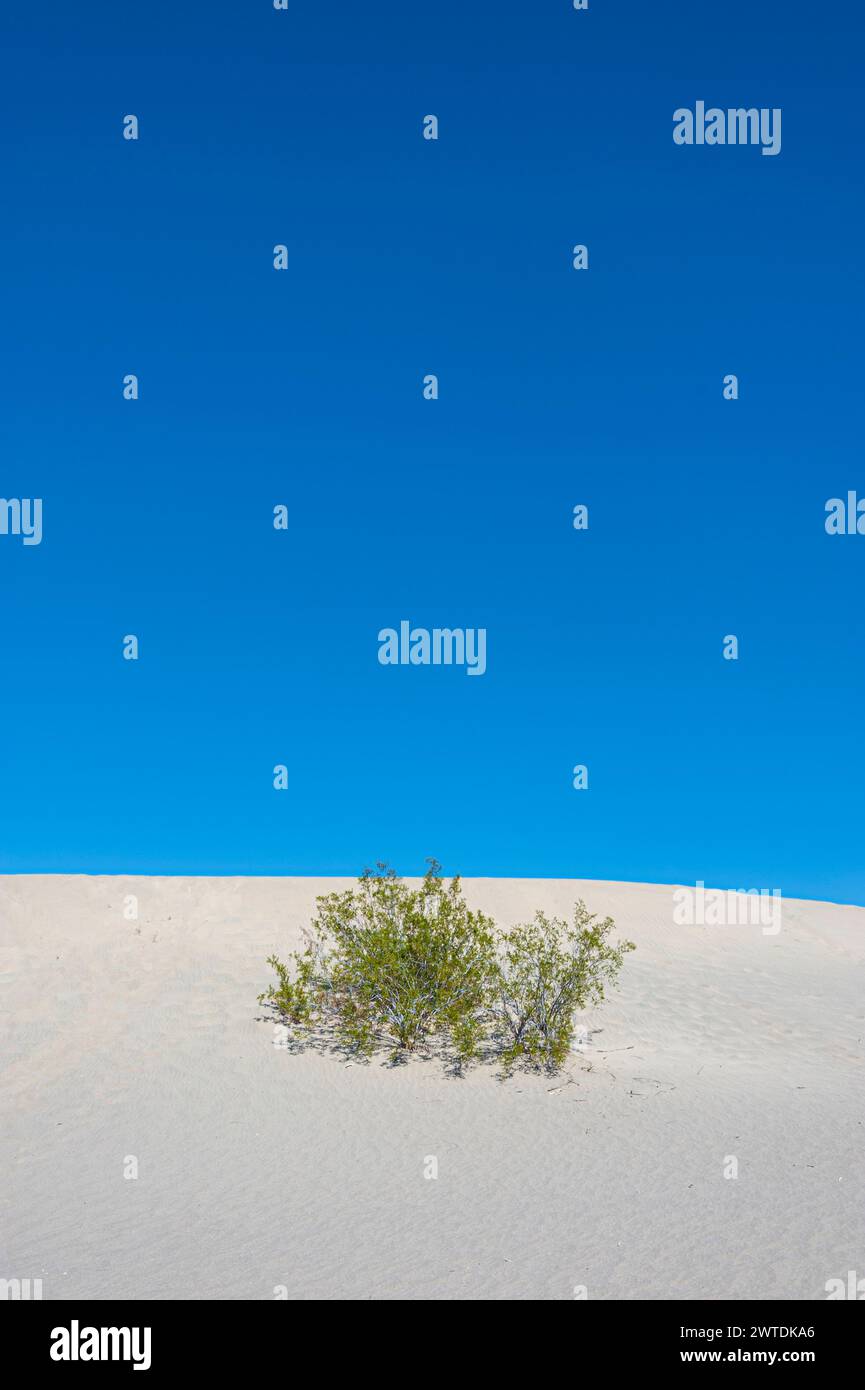 Dune de sable, Vallée de la mort, États-Unis Banque D'Images
