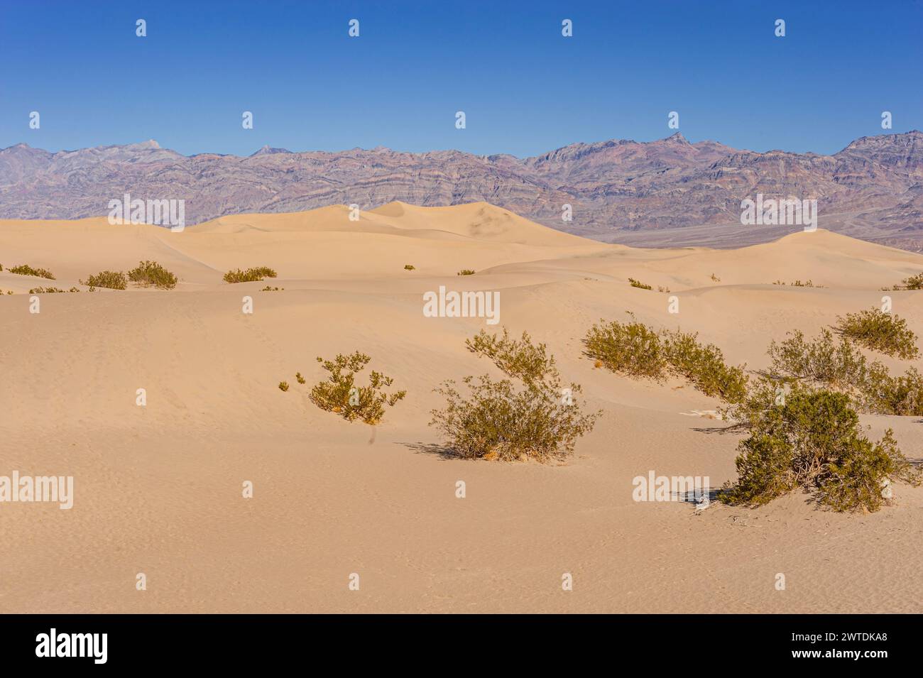Dune de sable, Vallée de la mort, États-Unis Banque D'Images