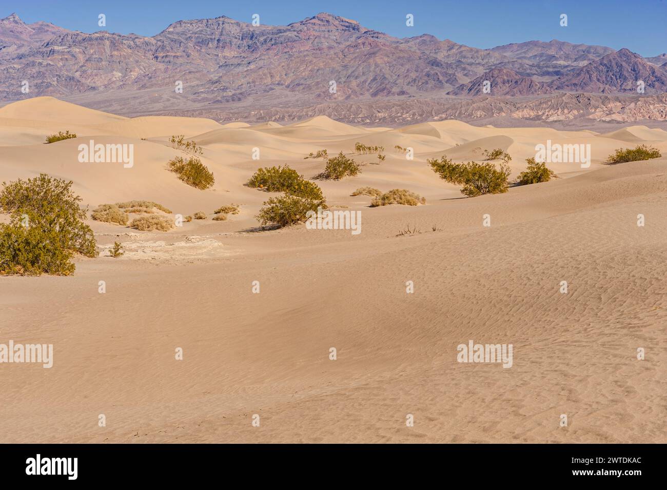 Dune de sable, Vallée de la mort, États-Unis Banque D'Images