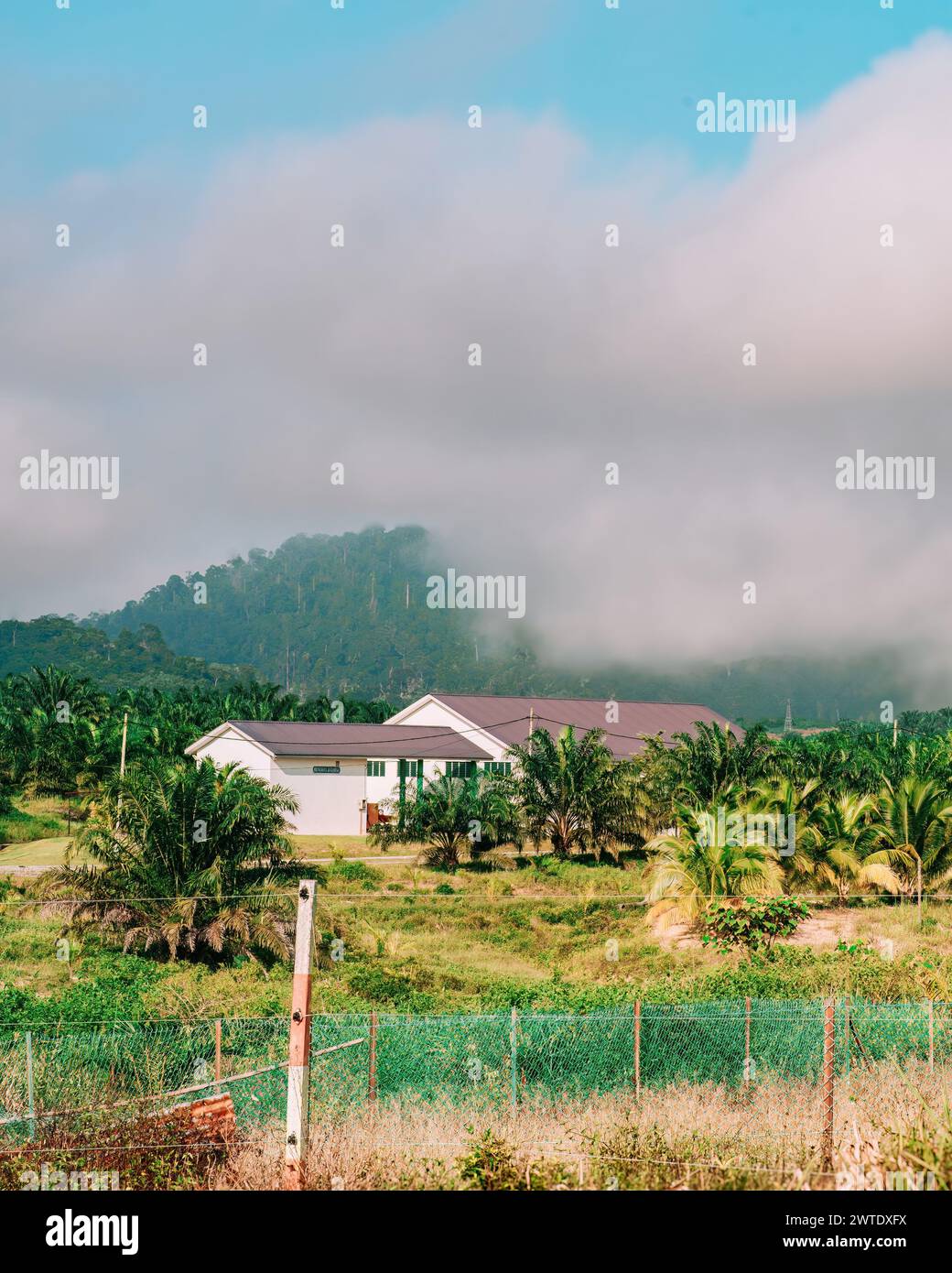 Maison de domaine au milieu de la plantation de palmiers à huile avec matin brumeux. Banque D'Images