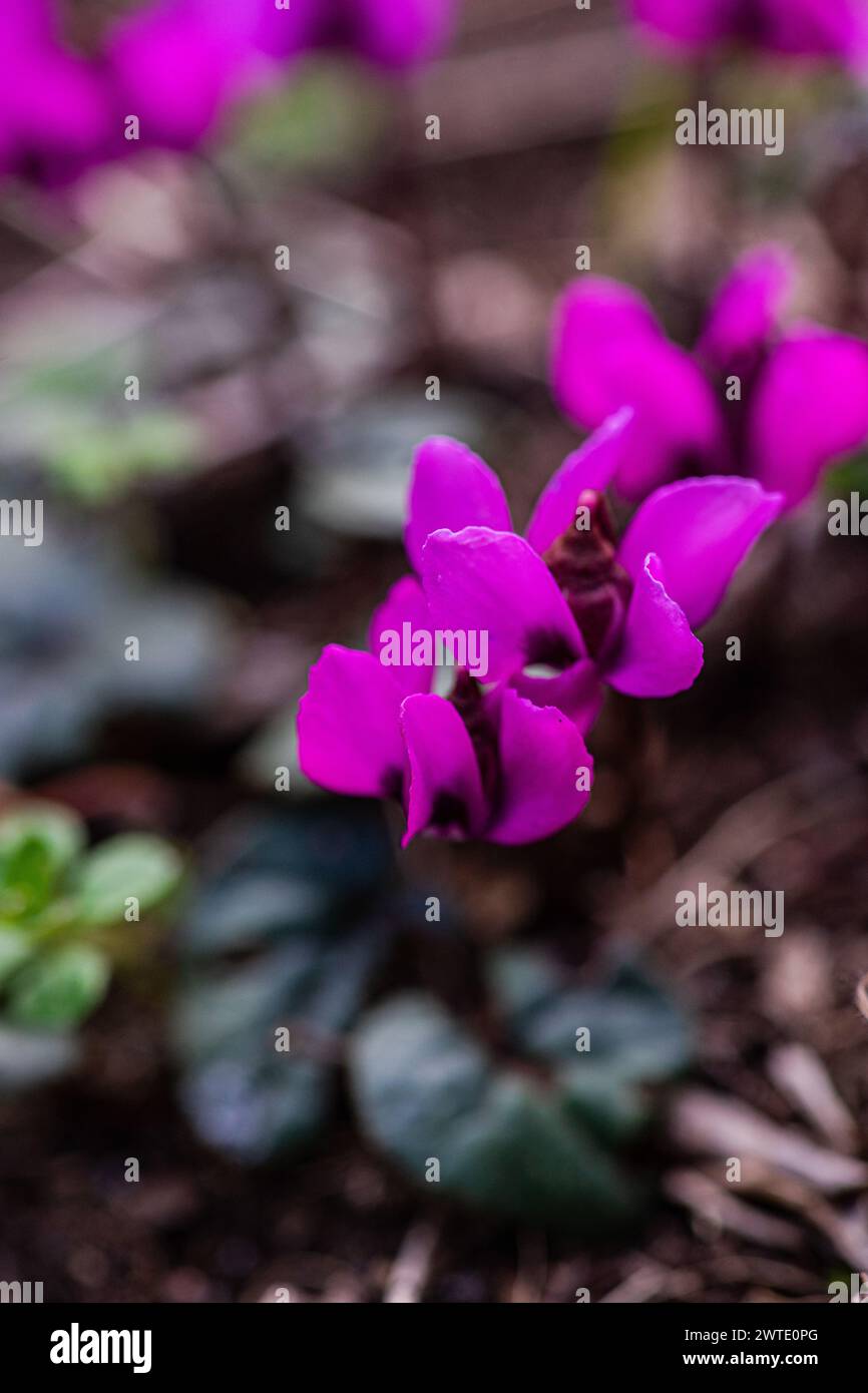 Premier printemps vif fleurs de cyclamen violet vif dans le bois Banque D'Images