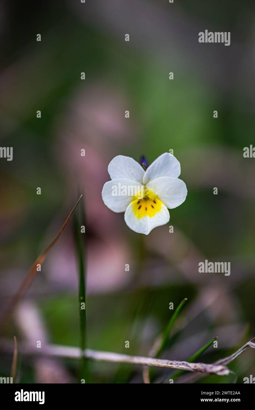 Fleur d'alto blanc sauvage dans le bois de printemps Banque D'Images