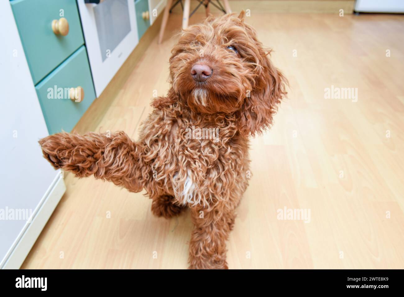 Le jeune chiot donne la patte pour une friandise pendant le dressage Banque D'Images