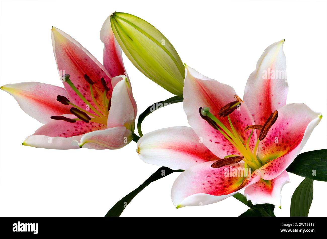 Image empilée de fleurs et de bourgeons de lys de stargazer (lilium orientalis) sur fond blanc Banque D'Images