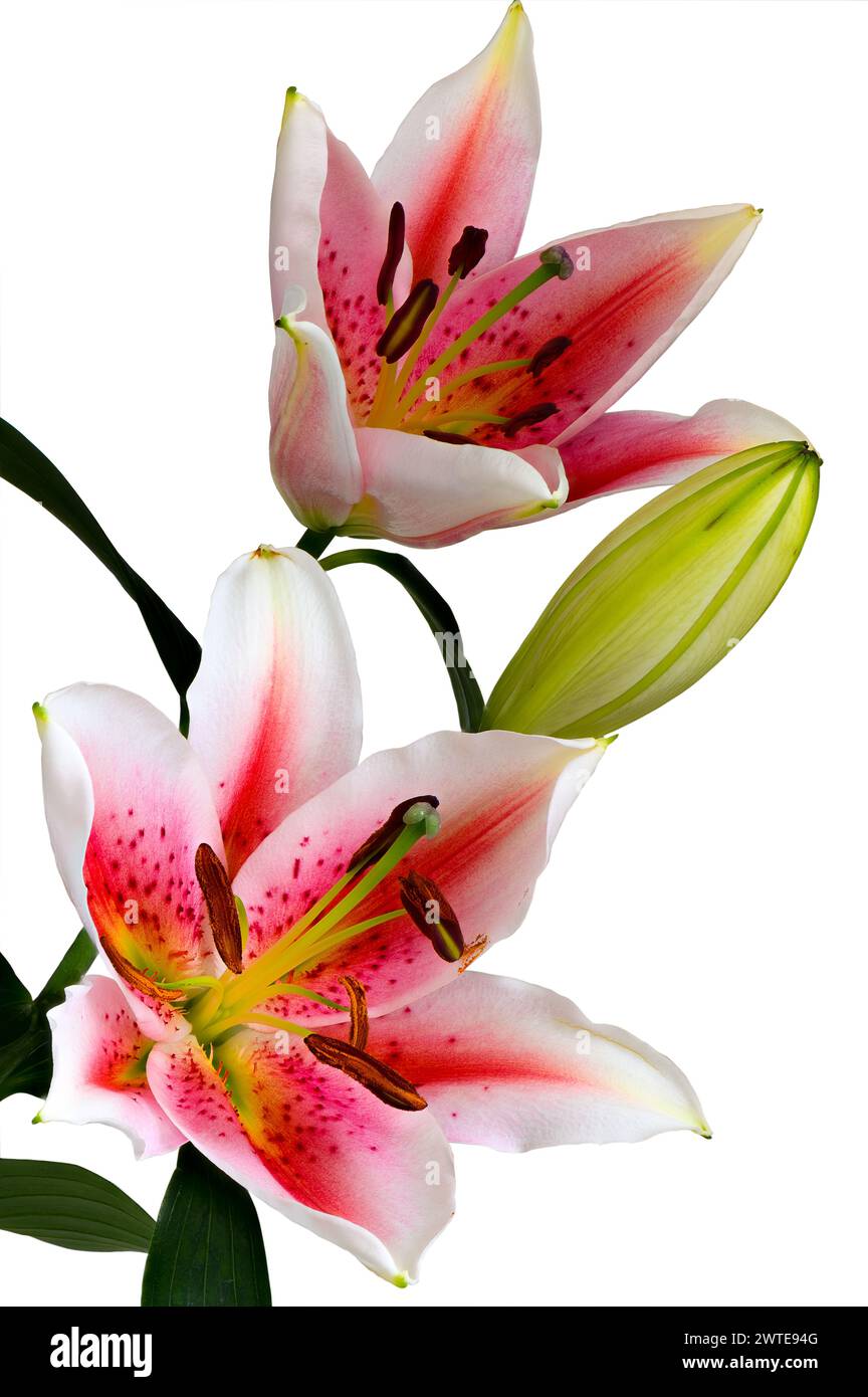 Image empilée de fleurs et de bourgeons de lys de stargazer (lilium orientalis) sur fond blanc Banque D'Images