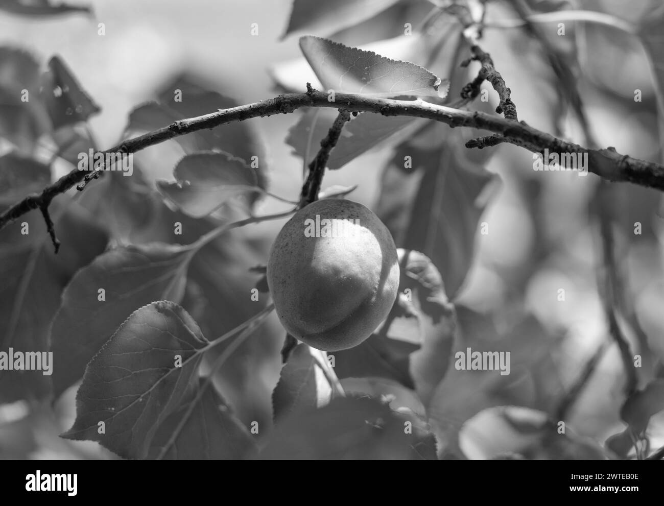 Les abricots mûrissent sur la branche d'arbre avec des feuilles vertes dans le verger de fond naturel Banque D'Images Les abricots mûrissent sur la branche d'arbre avec des feuilles vertes dans le verger de fond naturel Banque D'Images