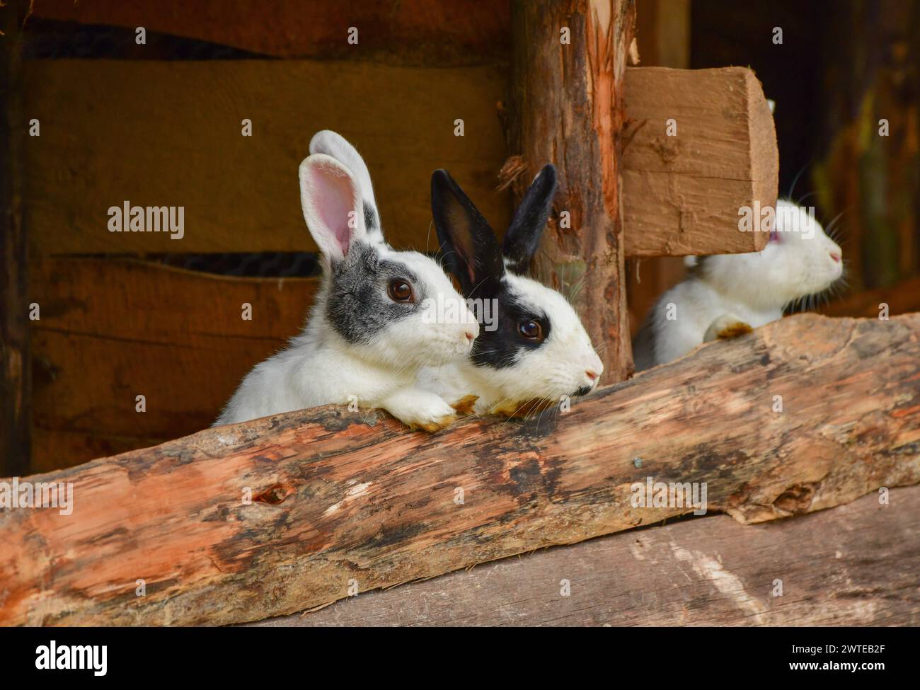 Deux jolis lapins regardant hors de la huche Banque D'Images