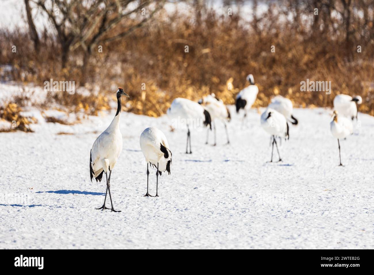 Grue à couronne rouge (Grus japonensis), Hokkaido, hiver, Japon Banque D'Images