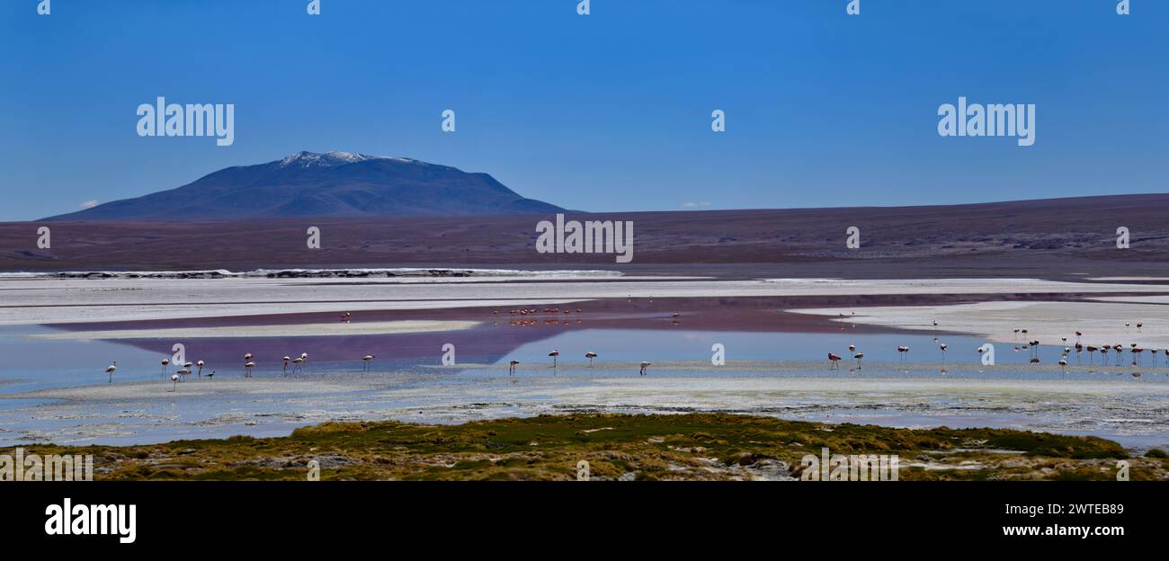 Panorama de la Laguna Colorada avec Flamingos. Réserve nationale de faune andine Eduardo Avaroa, Bolivie Banque D'Images