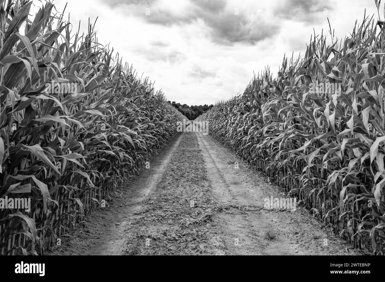 chemin de terre dans la campagne de champs de maïs vert Banque D'Images