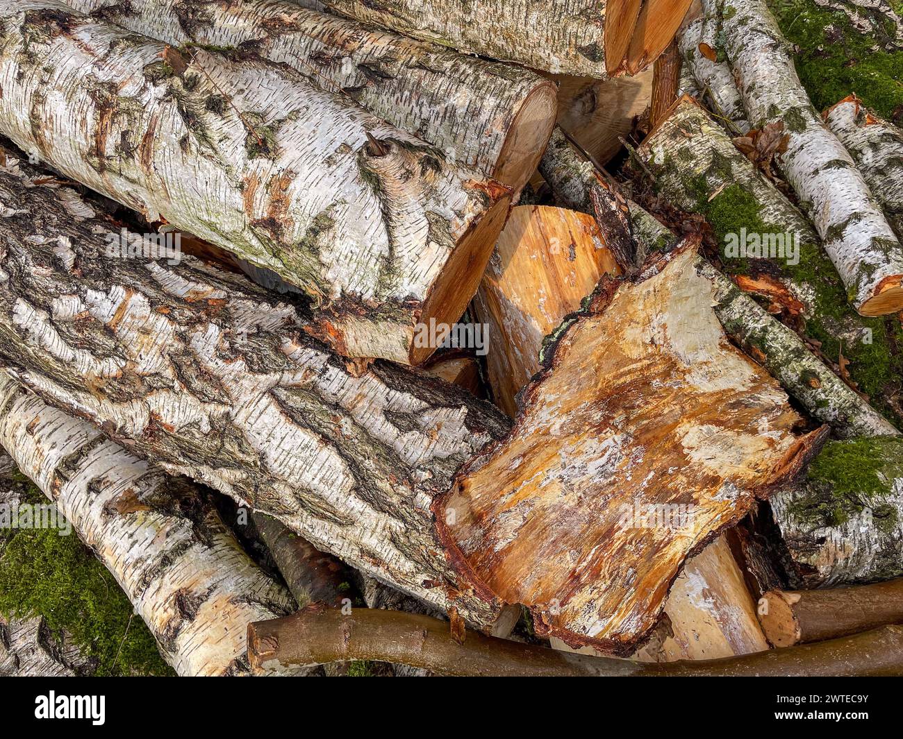 pile de bois de chauffage de bouleau dans le jardin Banque D'Images