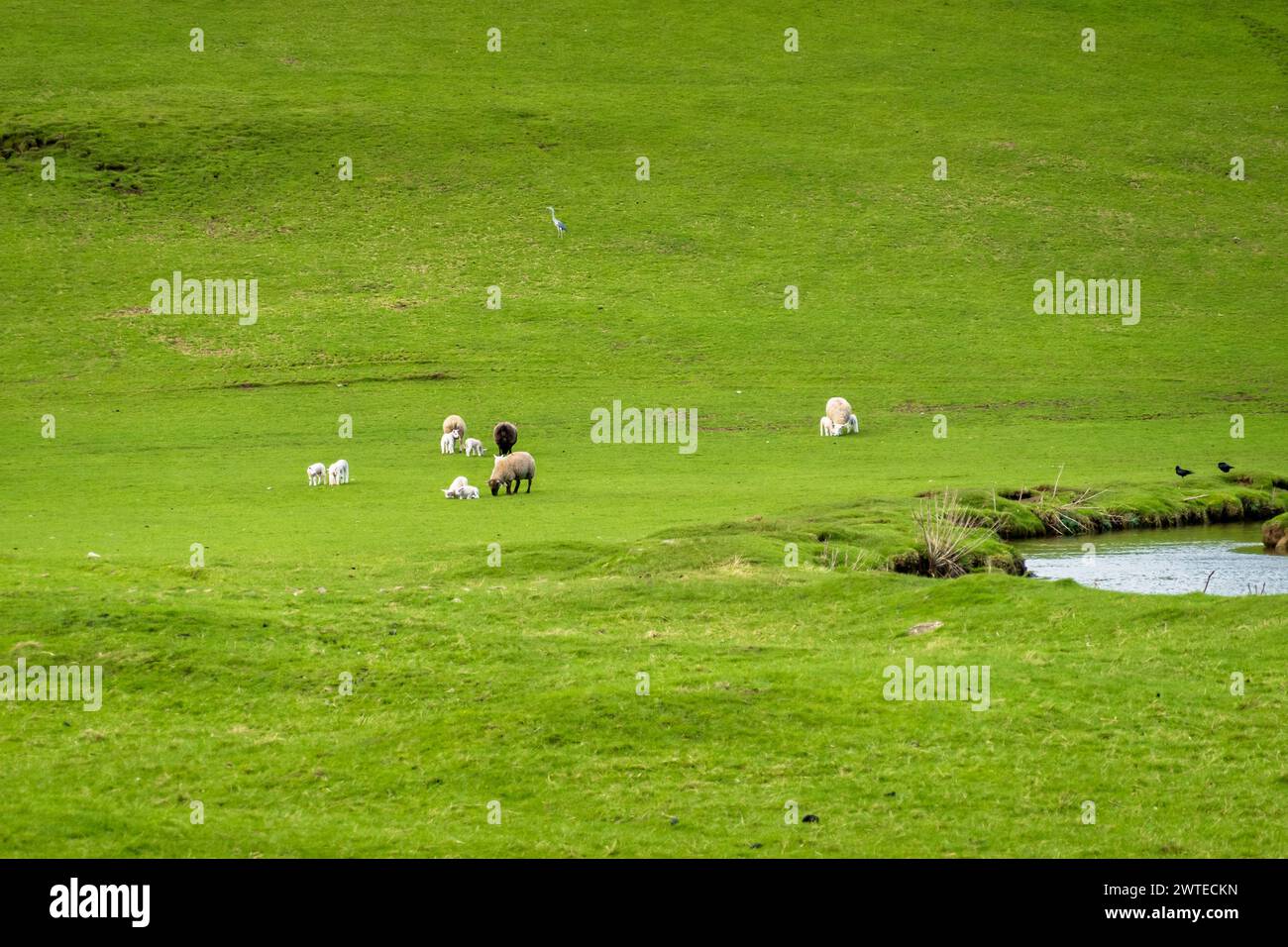 Brebis et nouveaux agneaux dans un champ près de Oughtershaw et Deepdale à la fin de l'hiver dans les Yorkshire Dales. Un héron gris se dresse dans le champ à proximité. Banque D'Images