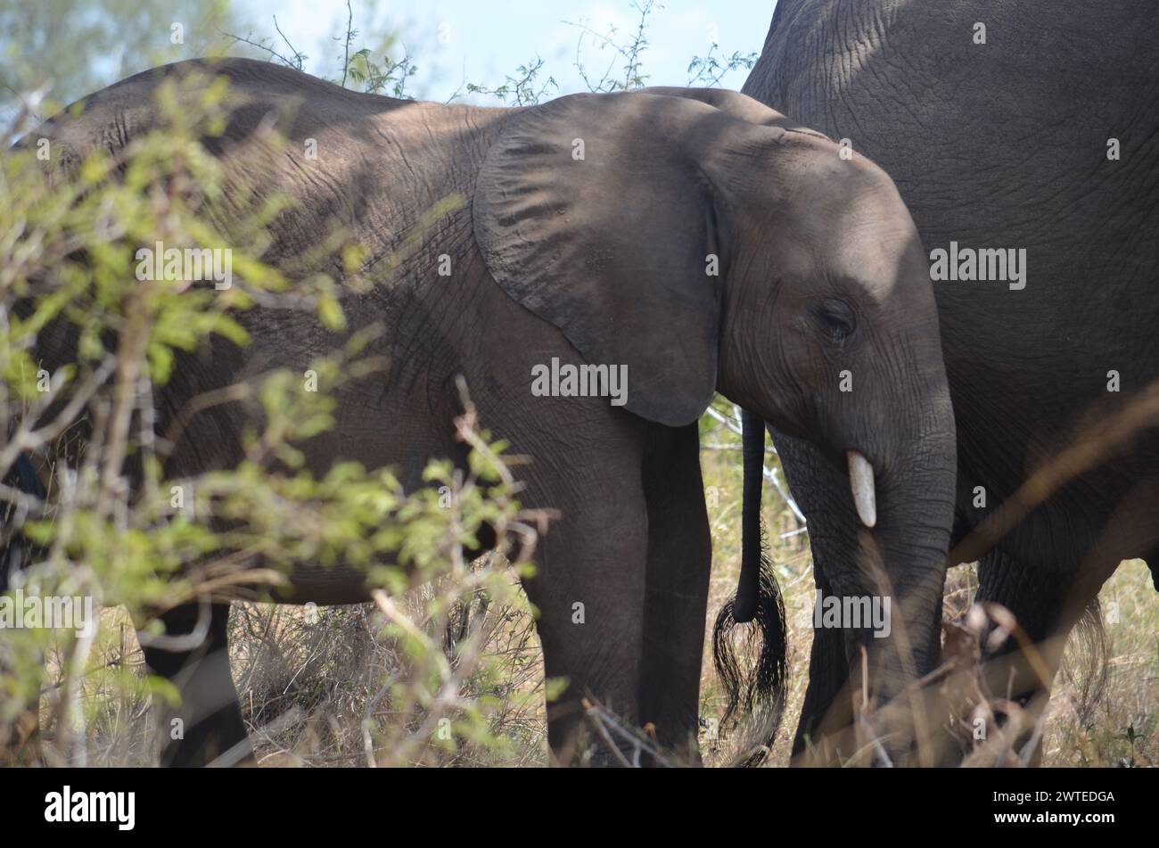 Éléphant d'Afrique avec son veau dans le parc national Kruger, Mpumalanga, Afrique du Sud Banque D'Images