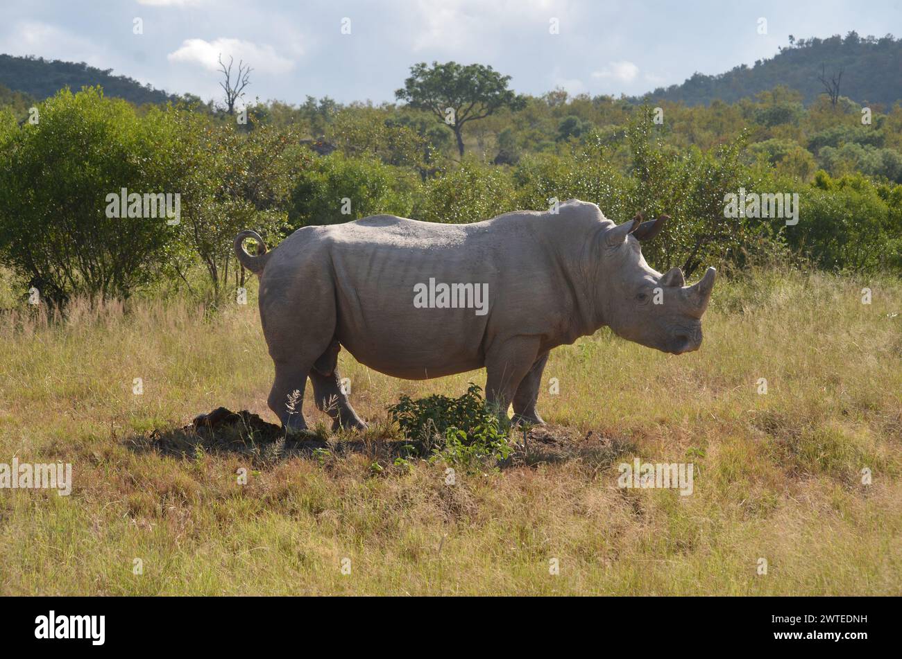 Rhinocéros dans le parc national Kruger, Mpumalanga, Afrique du Sud Banque D'Images