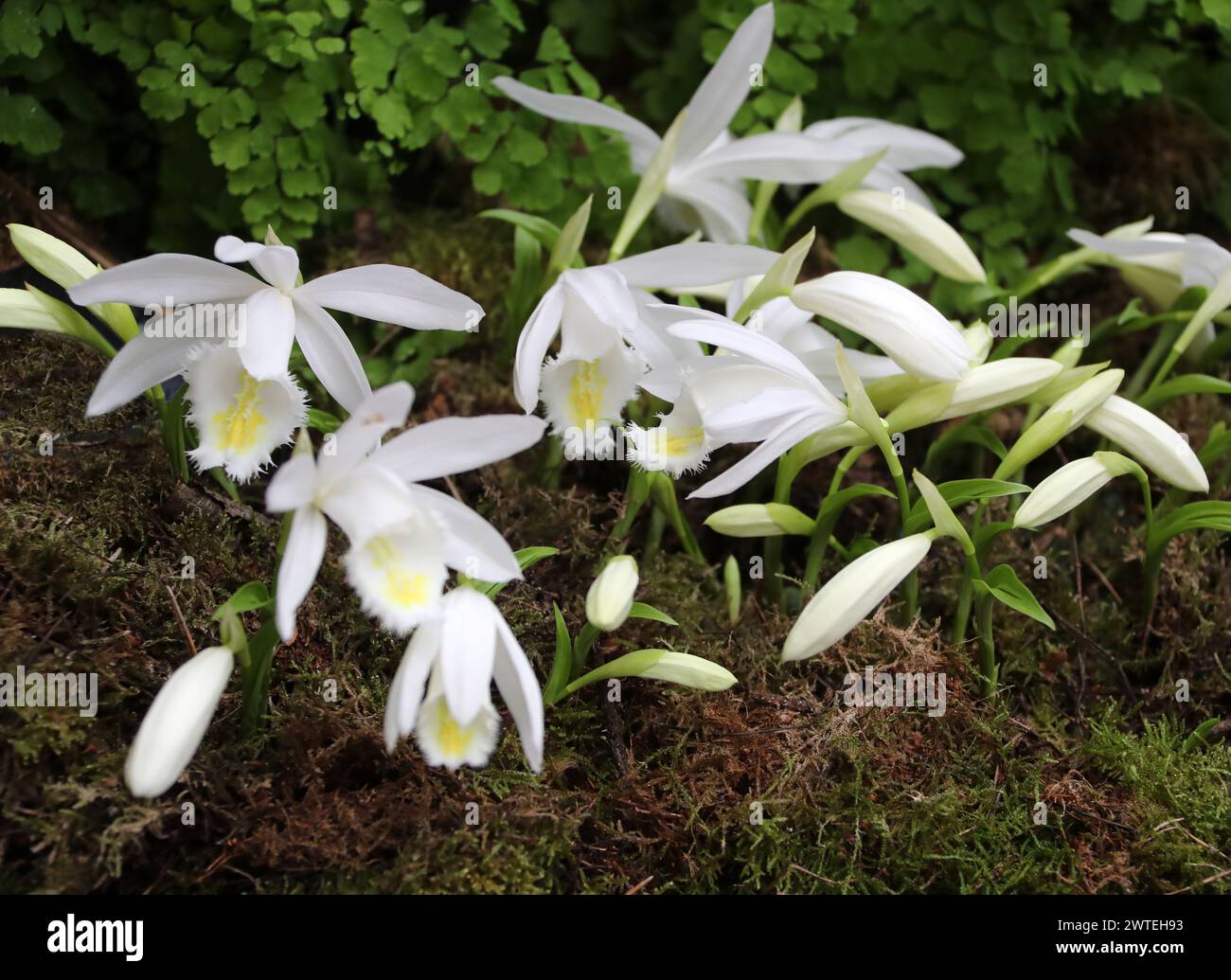 Pleione Orchid, Hertha Kretz 'innocence', Orchidaceae. Pleione est un petit genre d'orchidées principalement épiphytes. Banque D'Images