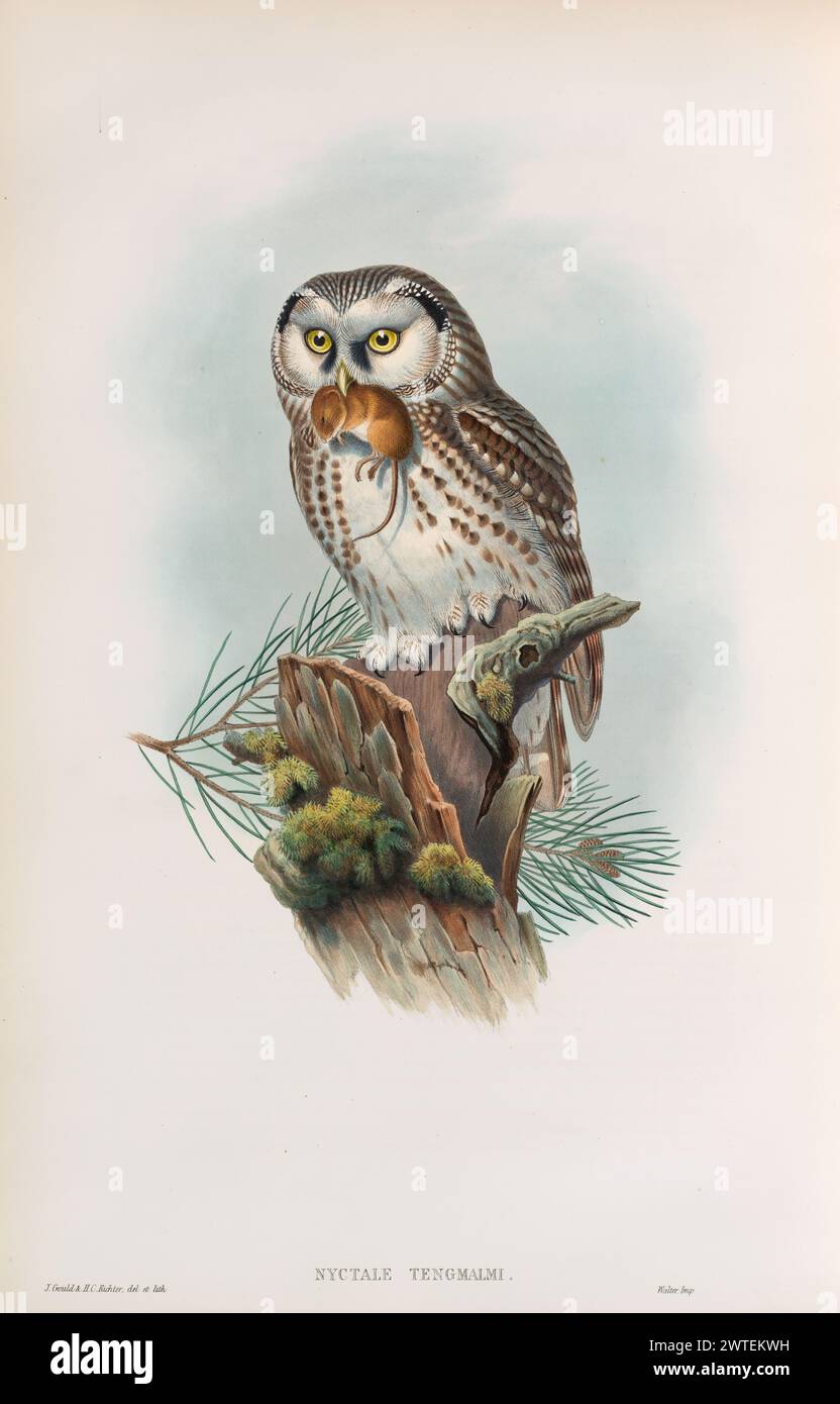 La chouette de Tengmalm, Aegolius funereus , tirée de The Birds of Great Britain de John Gould vol 1 1873 lithographie colorée à la main représentée avec une proie en bec. Banque D'Images