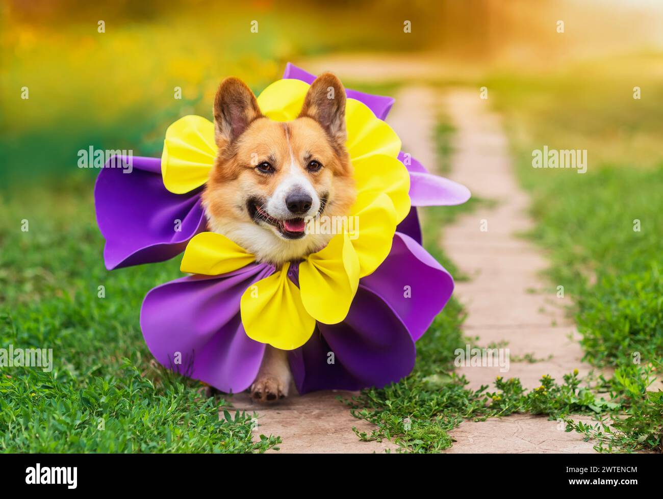 chiot chien corgi drôle dans un costume de fleur marche joyeusement le long d'un chemin de jardin ensoleillé Banque D'Images