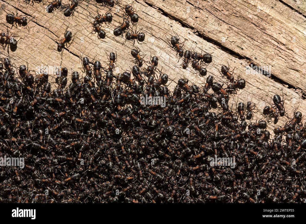 Essaimage dans un nid de colonie de fourmis. Des milliers de fourmis noires. république tchèque nature. Fourmilière dans la forêt. Banque D'Images