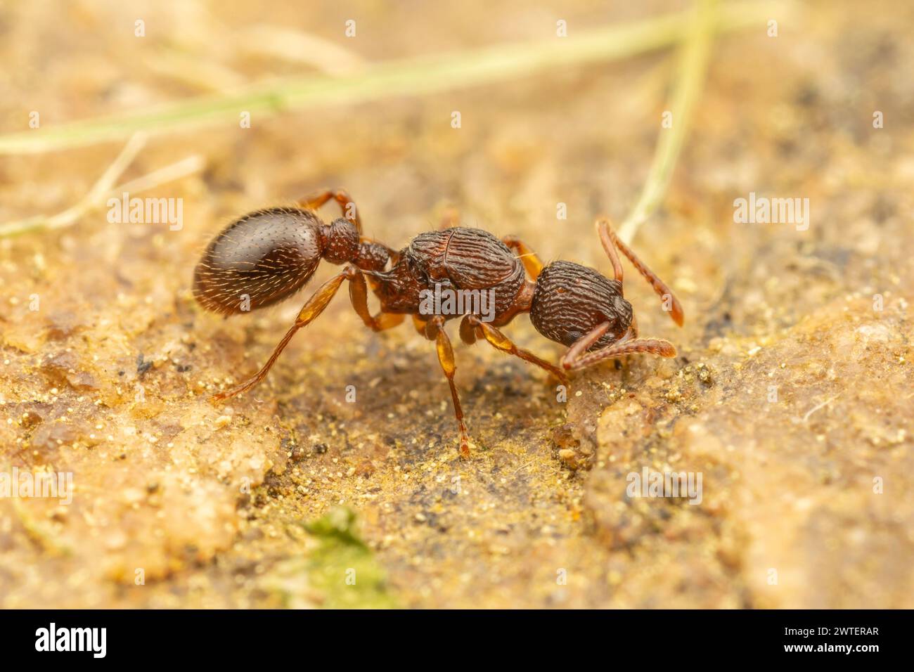 Une reine de fourmi myrmicine (Myrmica punctiventris) s'empare de la surface d'un rocher. Banque D'Images