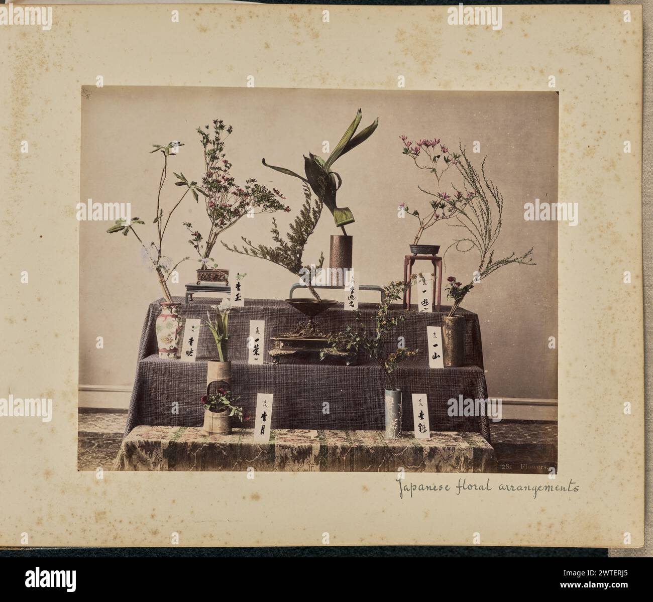 Fleurs. Inconnu, photographe des années 1875–1890 Un certain nombre d'arrangements floraux 'ikebana' dans des vases sont affichés sur trois niveaux. Les cartes à côté de chaque vase indiquent qu'ils sont de l'école de Koryu (Ko-ryu), ainsi que les noms des pratiquants individuels. (Recto, impression) en bas à droite, imprimé en négatif : '281 Flowers.' ; (recto, monture) en bas à droite, à l'encre noire : 'arrangements floraux japonais'; Banque D'Images
