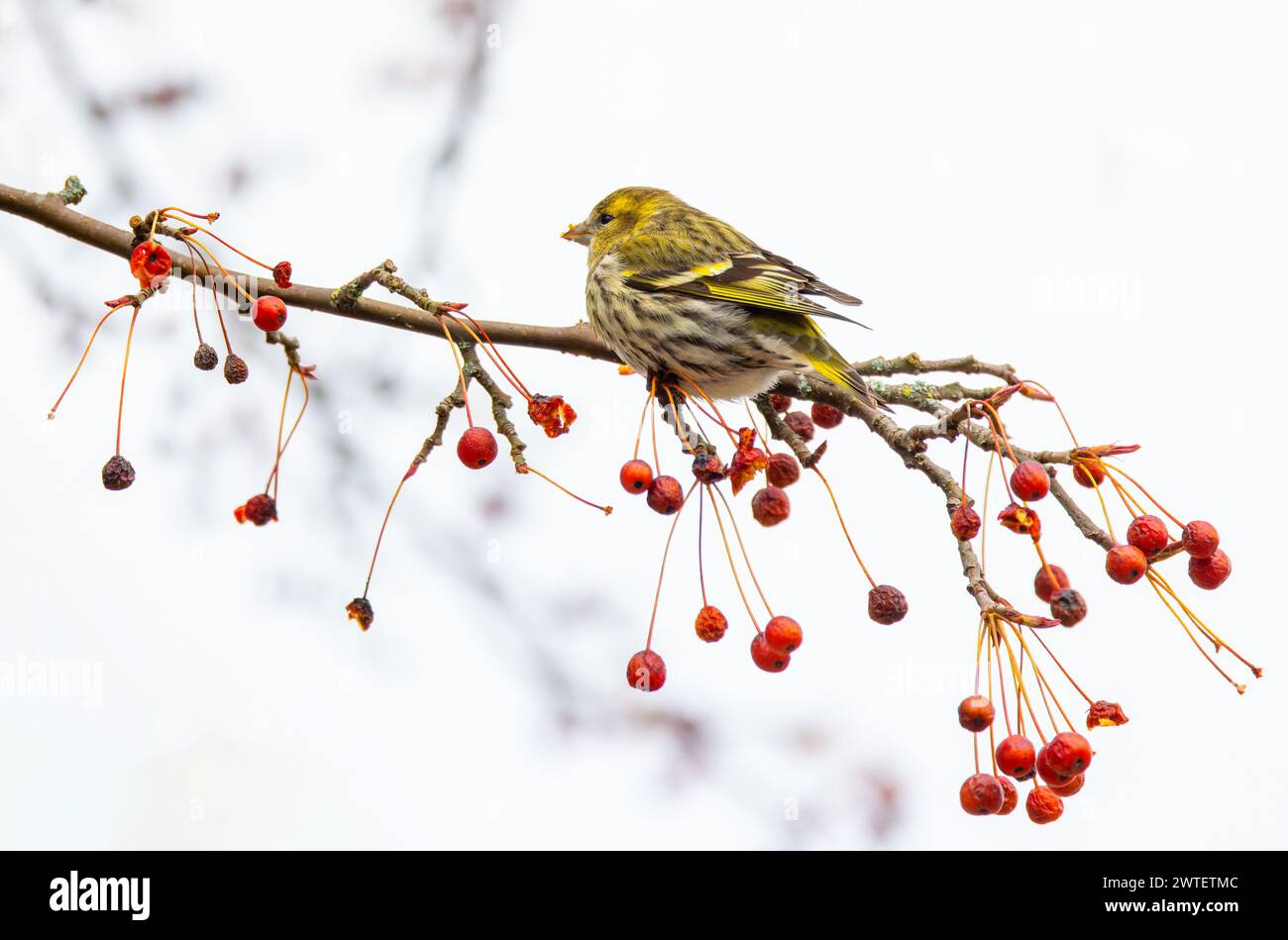 Spinus spinus spinus de Siskin eurasien se nourrissant de baies rouges de Rowan ou frêne de montagne. Oiseau femelle aux plumes jaunes isolé sur blanc. Irlande Banque D'Images