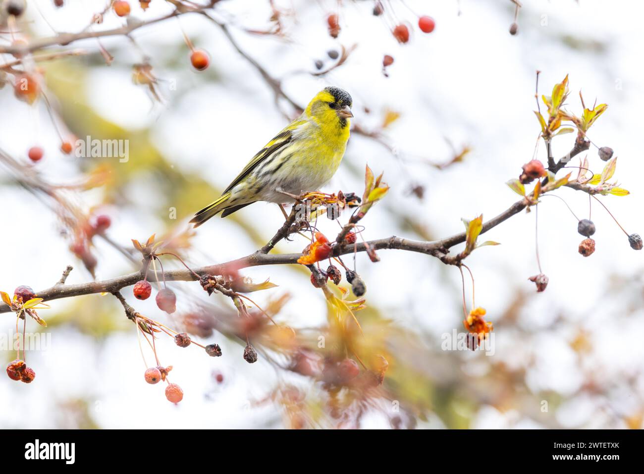 Mâle Siskin eurasien 'Spinus spinus' se nourrissant de baies rouges de Rowan ou de frêne de montagne au printemps. Petit finch aux plumes jaunes. Irlande Banque D'Images