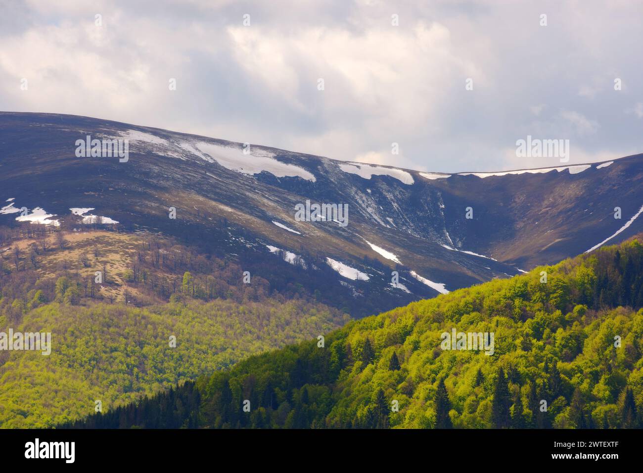 collines boisées de campagne montagneuse au printemps. paysage de fond de la nature dans la lumière du matin. toile de fond écologique Banque D'Images