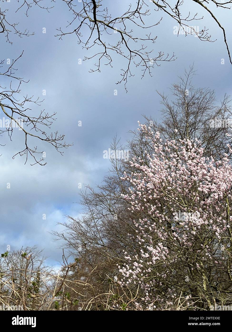 Nouvelles fleurs d'un cerisier à la mer Baltique en Allemagne Banque D'Images