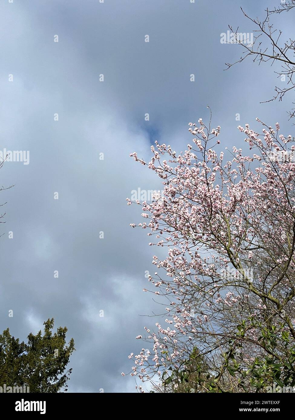 Nouvelles fleurs d'un cerisier à la mer Baltique en Allemagne Banque D'Images