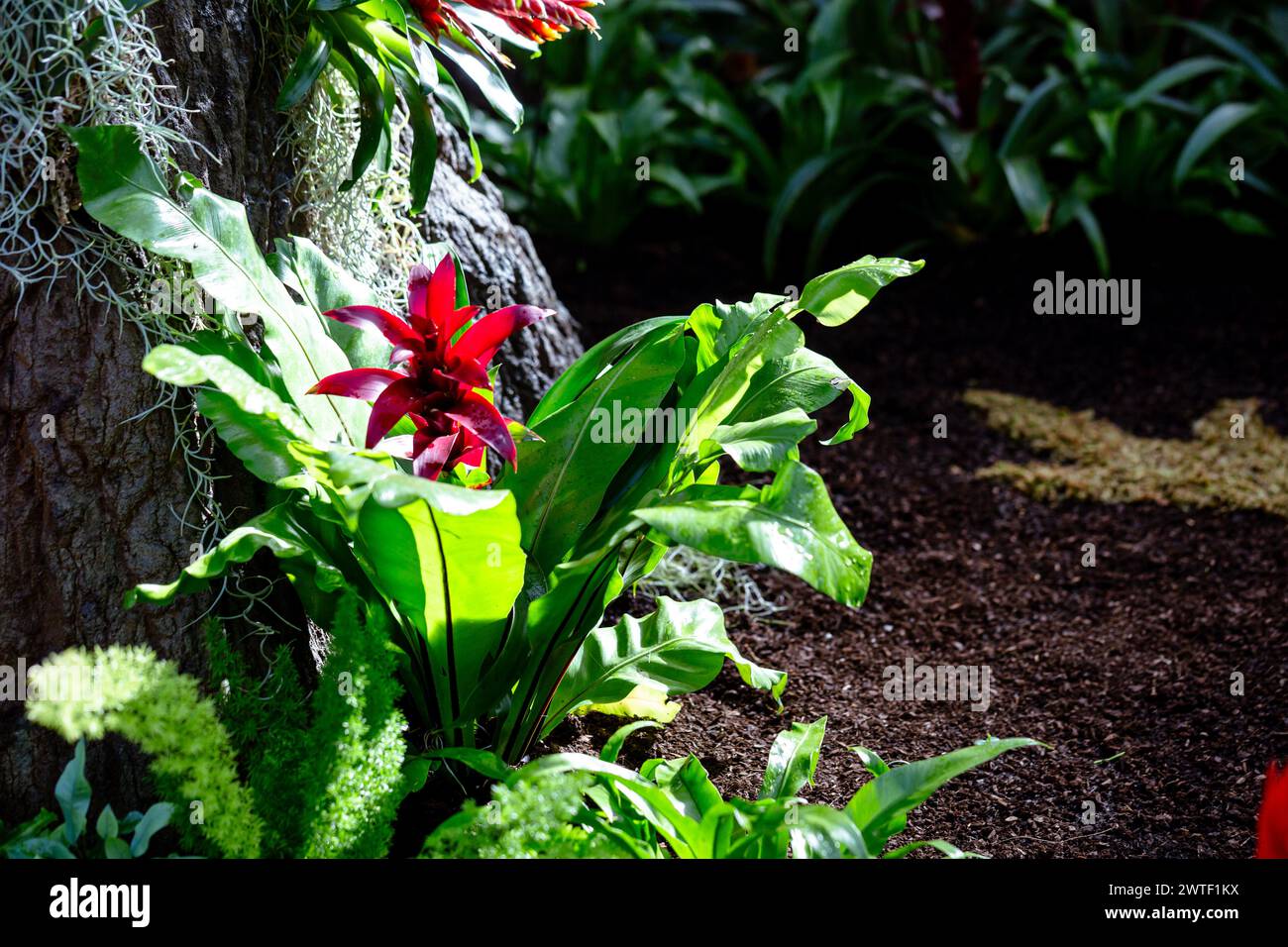 Jardinage couvert à l'intérieur de la serre plantes exotiques Growi à la base d'un arbre. Banque D'Images